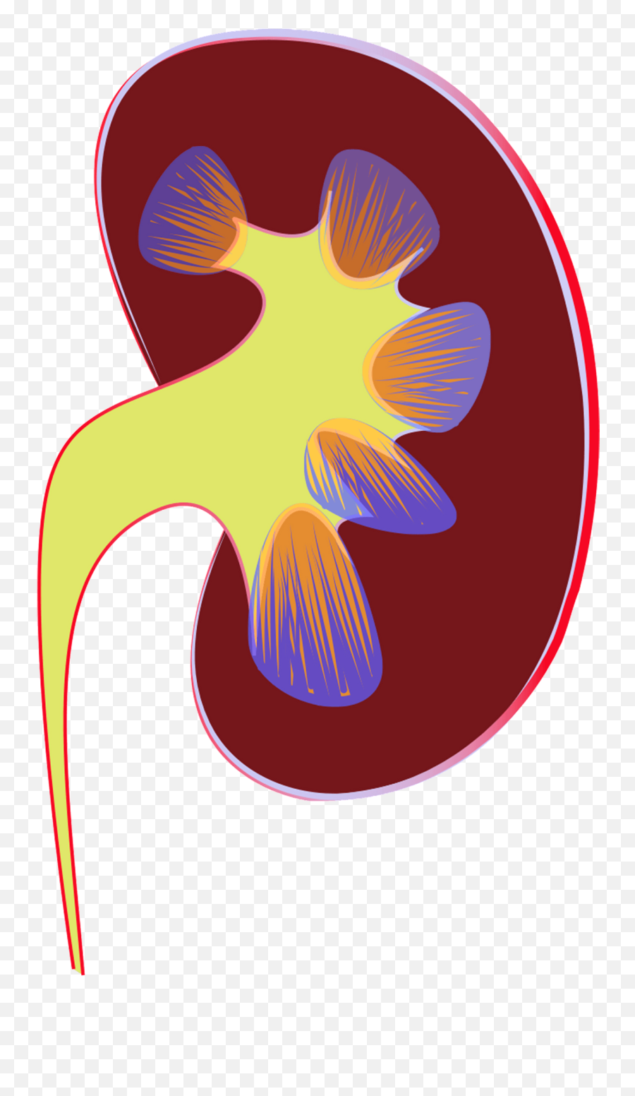 Clipart - Kidneys Pain Causes Png,Kidney Png