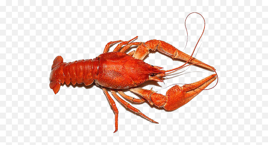 Lobster Png Clipart