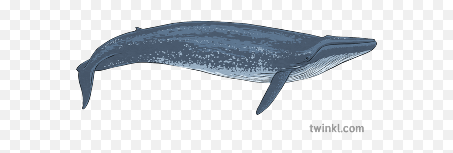 Blue Whale 2 Illustration - Gray Whale Png,Blue Whale Png