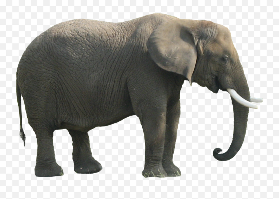 Elephant Png - Body Part Of Elephant,Elephant Transparent Background