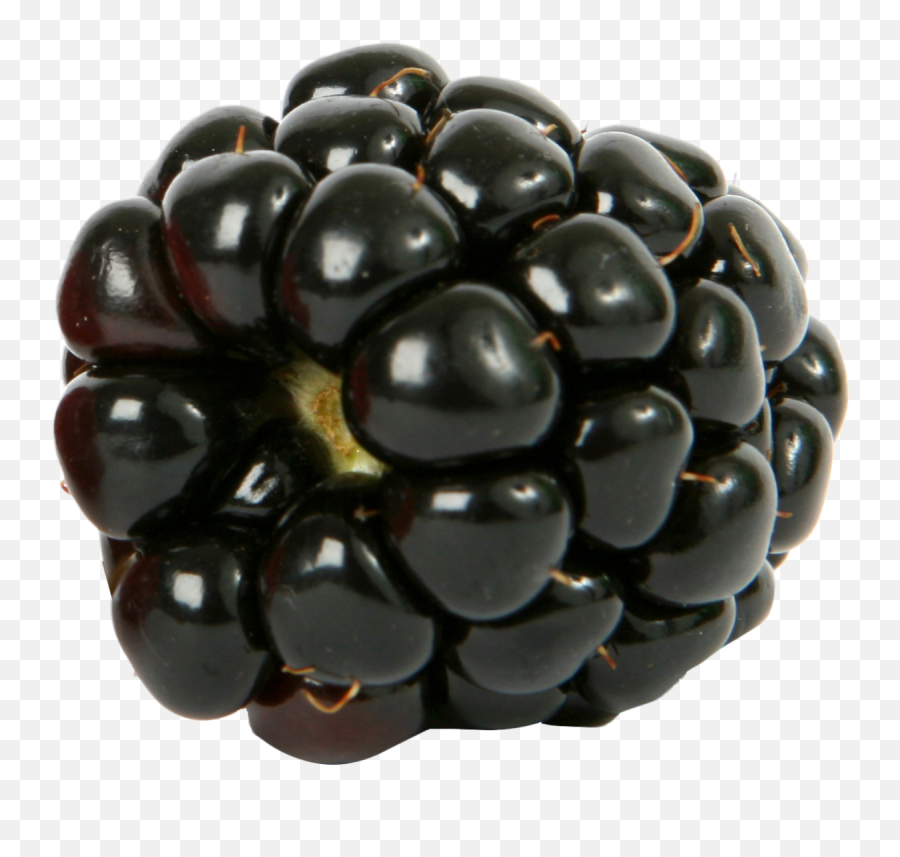 Fresh Single Blackberry Fruit Png Image - Blackberry Fruit Png,Blackberries Png