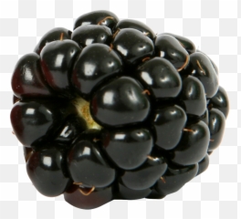 Fresh Single Blackberry Fruit Png Image - Blackberry Fruit Png,Blackberries Png