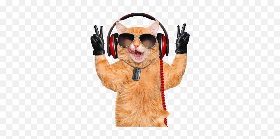 Cat Chat Katze Gif Dance Music Fun - Animal With Headphones Png,Dancing Cat Gif Transparent