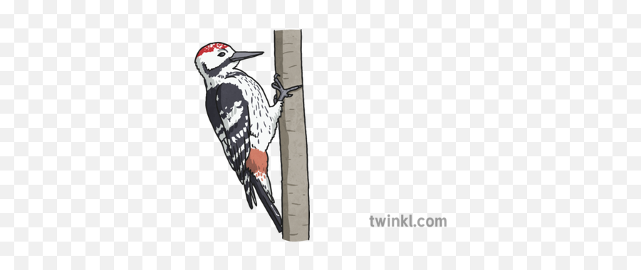 Woodpecker Illustration - Leuconotopicus Png,Woodpecker Png