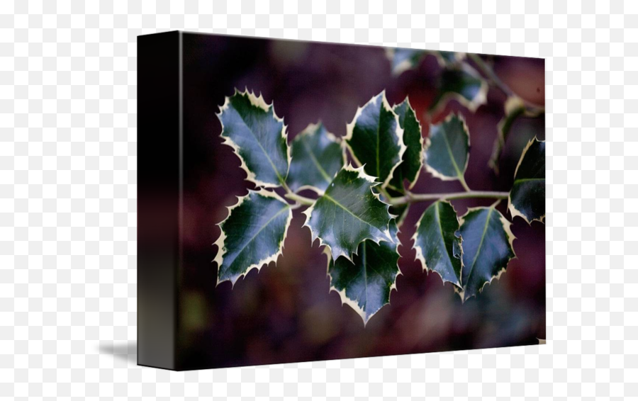 Holly Leaves By Berton Sierens - American Holly Png,Holly Leaves Png