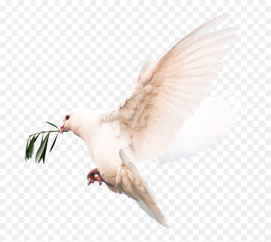 Harmony Olive Branch Dove - Homing Pigeon Png,Olive Branch Icon