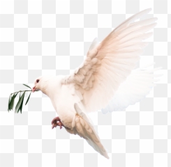 Harmony Olive Branch Dove - Homing Pigeon png