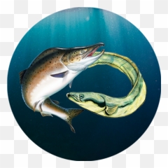 Make Splash Fish - focused Activities for Kids u2013 Your Sloane Square png