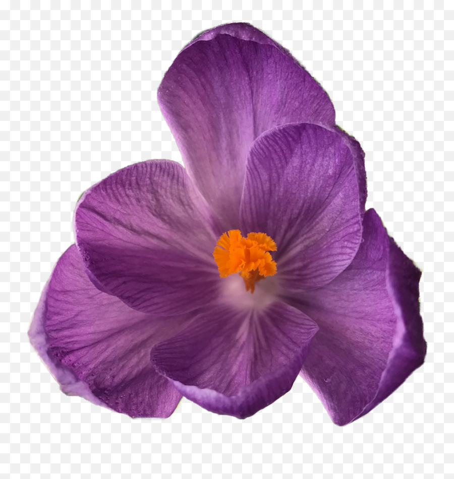 Transparent - Transparent Tumblr Flower Png,Flower Transparents