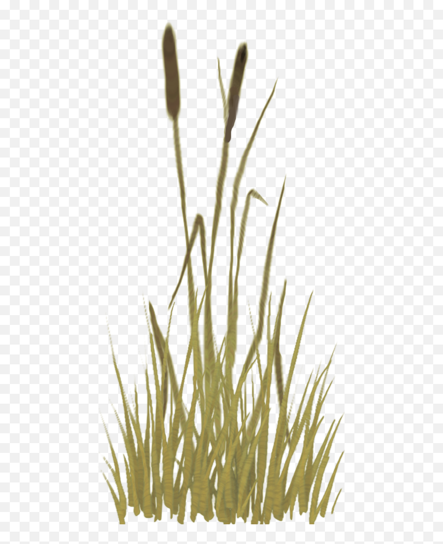 Media - Revision 4029 Trunkassetsduralplantsgrass Grass Png,Grass Texture Png