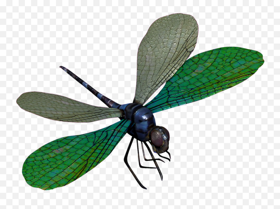 Png Transparent Dragonfly - Dragonfly,Dragonfly Png