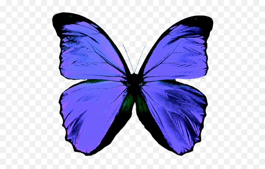 Amo A Shane Gray Mariposa Png - Green Butterfly Png,Mariposa Png