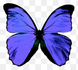 Amo A Shane Gray Mariposa Png - Green Butterfly Png,Mariposa Png