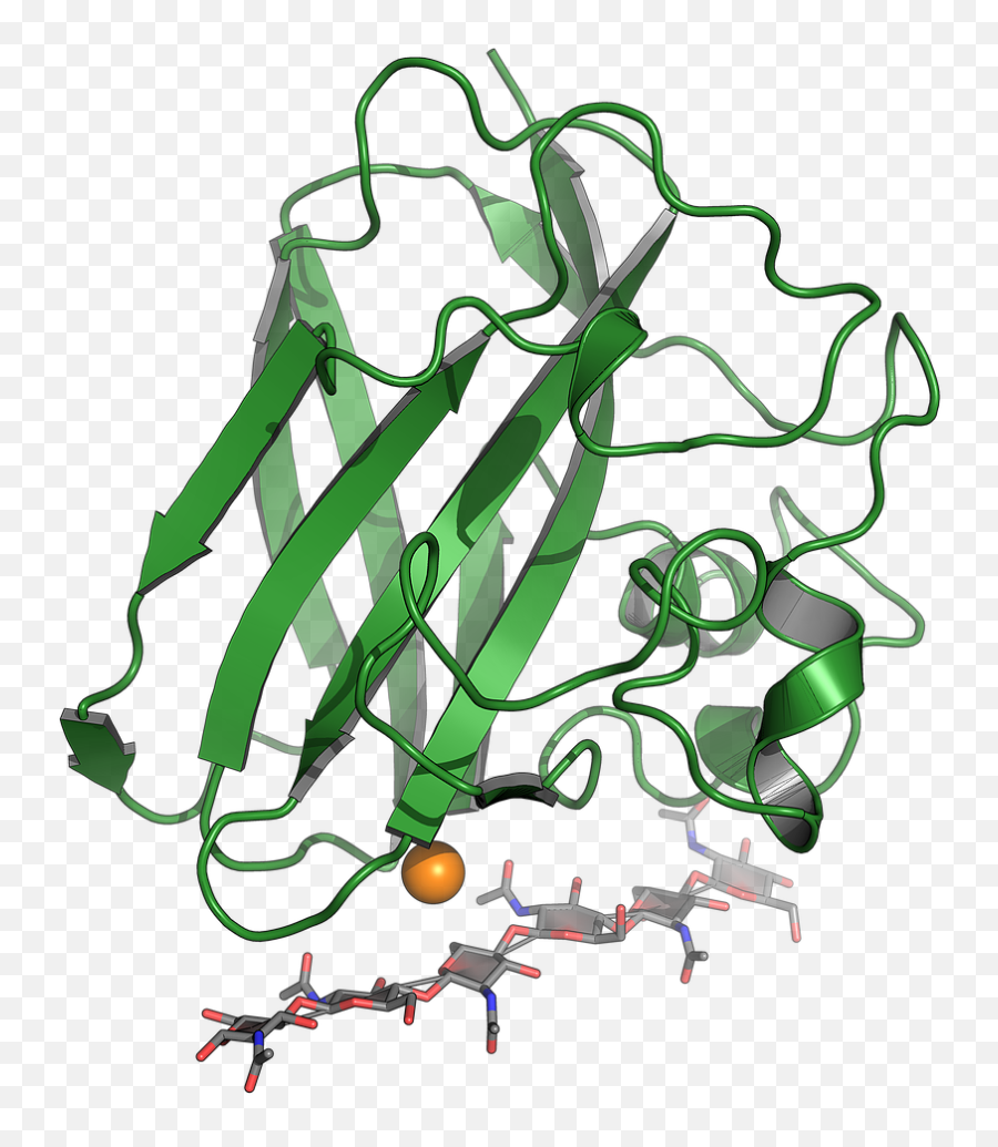 Oxidative Cleavage Of Polysaccharides - Illustration Png,Cleavage Png
