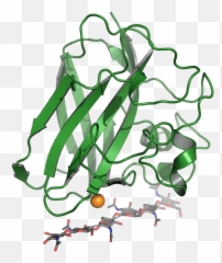 Oxidative Cleavage Of Polysaccharides - Illustration Png,Cleavage Png