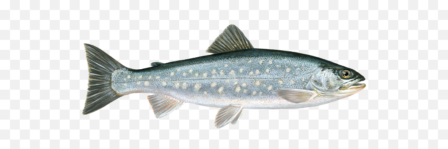 Fish Png - Røye Fisk,Bass Fish Png