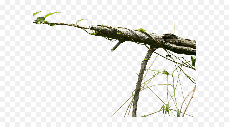 Branch Png Transparent Images - Exotic Tree Png High Branch Hd Png,Branches Png