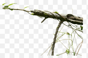 Branch Png Transparent Images - Exotic Tree High Hd