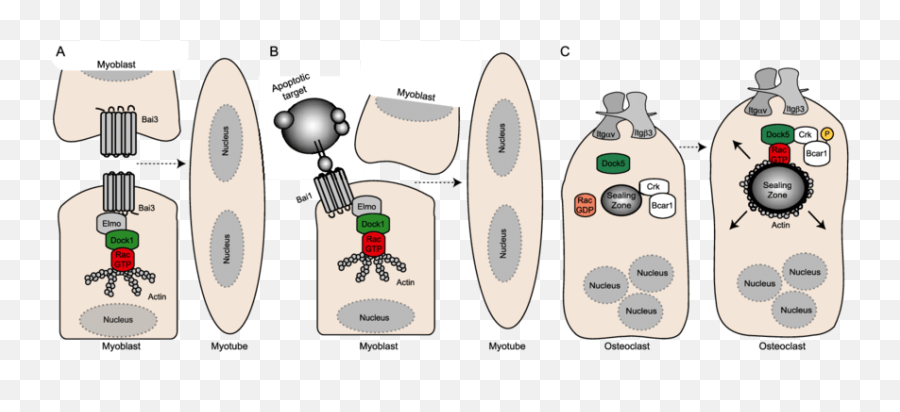 The Role Of Dock Gefs In Development A Bai3 Is Expressed - Cartoon Png,Elmo Transparent Background