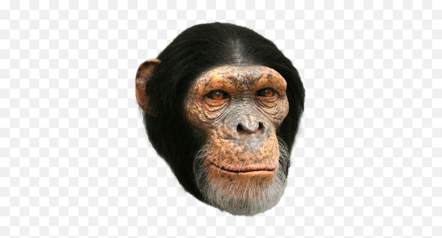 Chimp - Chimpanzee Head Transparent Background Png,Chimp Png