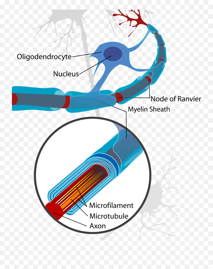 Oligodendrocyte - Wikipedia Neuron Node Of Ranvier Png,Neuron Png