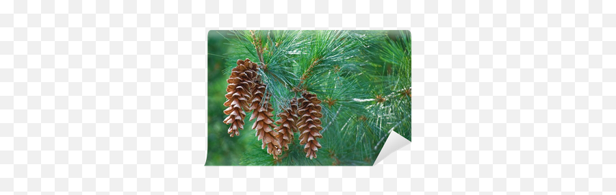 Pine Cones Hanging From A Tree Branch Wall Mural U2022 Pixers We Live To Change - Pine Cones Hanging On Tree Png,Pine Tree Branch Png