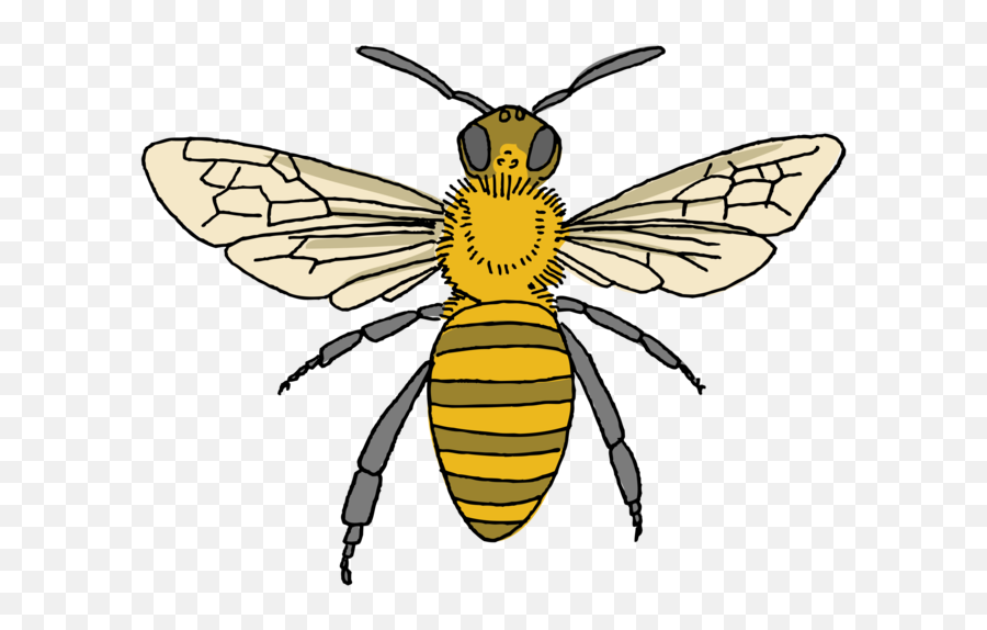 Tattly Honey Bee Tattoo - Honeybee Png,69 Tattoo Png