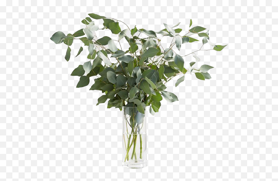 Live Silver Dollar Eucalyptus Bunches Pot Not Included - Vase Png,Eucalyptus Leaves Png