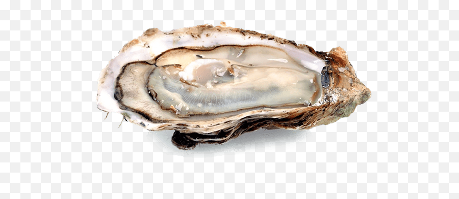 Oyster Transparent Png - Oyster Png,Oysters Png