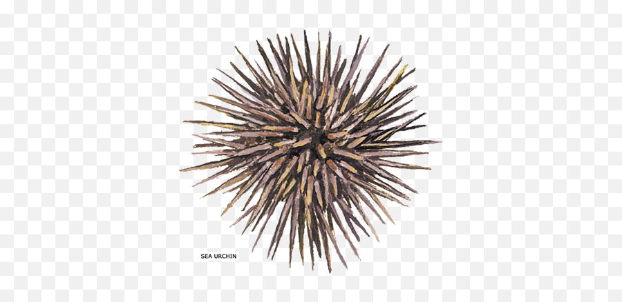 Download Sea Urchin Shower Curtain - Full Size Png Image,Sea Urchin Png