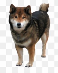 Download Shiba Inu Transparent Dog Shibe Doge I - St Bernard Shiba Inu Png,Shiba Inu Png