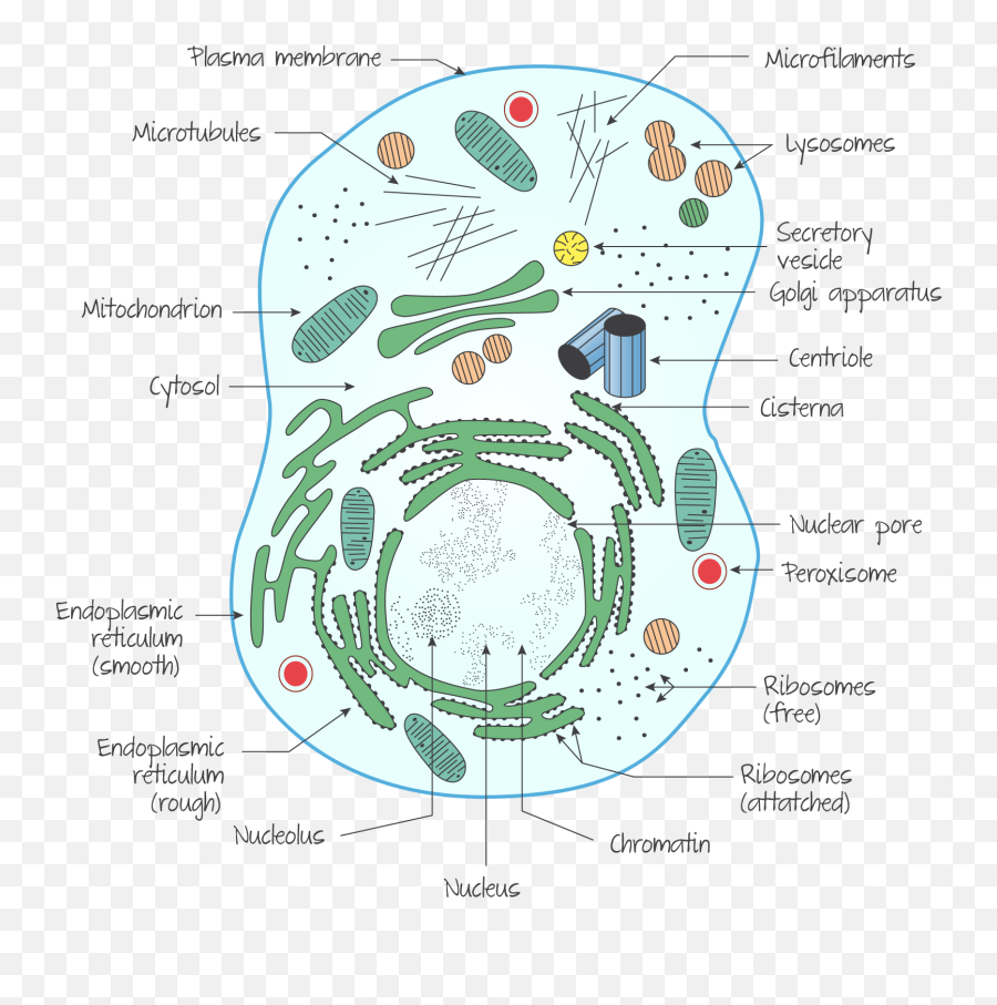 Ultrastructure Of A Eukaryotic Cell - Dot Png,Cell Png
