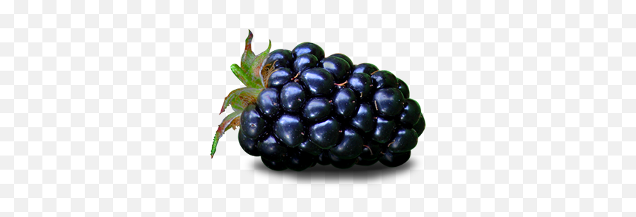 Download Blackberry Fruit Png File - Fruit Blackberry Transparent,Blackberries Png