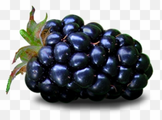 Download Blackberry Fruit Png File - Fruit Blackberry Transparent,Blackberries Png
