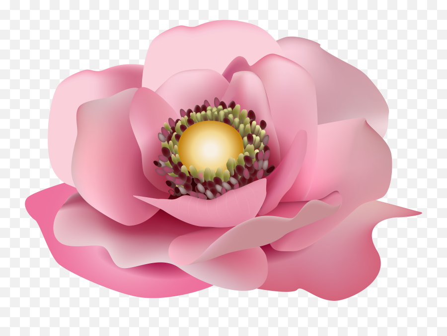 Magnolia Flower Png Transparent Free - Flor Rosa Png,Magnolia Png - free  transparent png images 