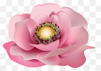 Magnolia Flower Png Transparent Free - Flor Rosa Png,Magnolia Png