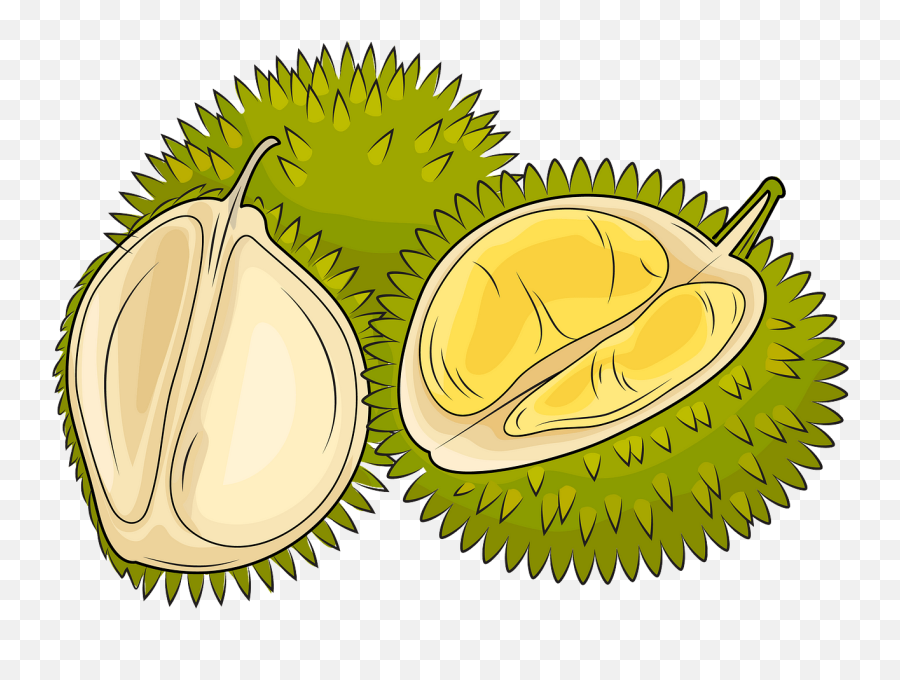 Durian Cliparts Download Free Clip Art - Durian Clipart Png,Durian Png