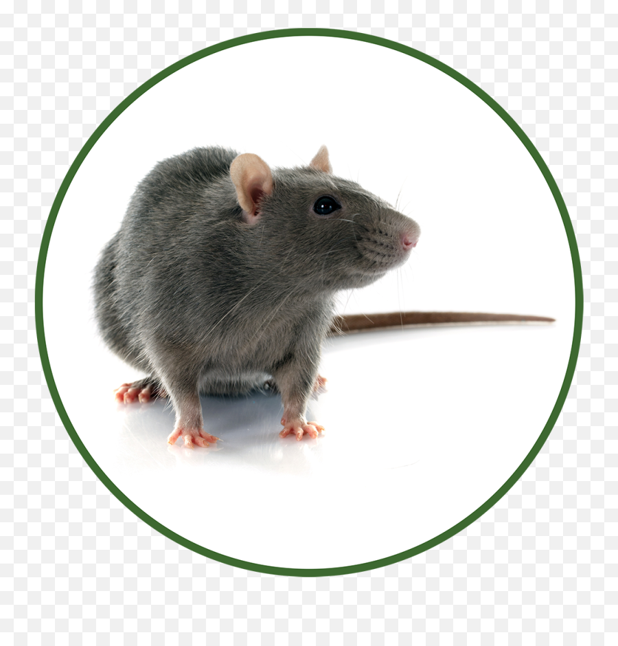 Venables Pest Control Professional U0026 Expert Animal - Ratman Rodent Removal Png,Mouse Rodent Icon