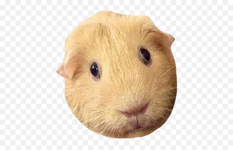 Pej Paigeblackmage Twitter - Hamster Png,Resident Evil 6 Yellow Icon