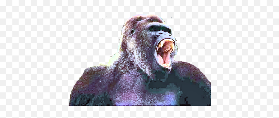 The Gorilla Online Story Bank - Gorilla Roar Png,Gorilla Transparent