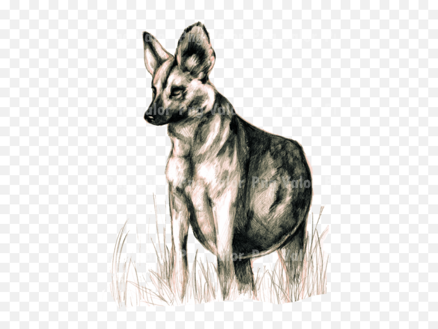 Wild Dogs Png - Photo 199 Png Valor Free Stock Photos African Wild Dog,Dogs Png