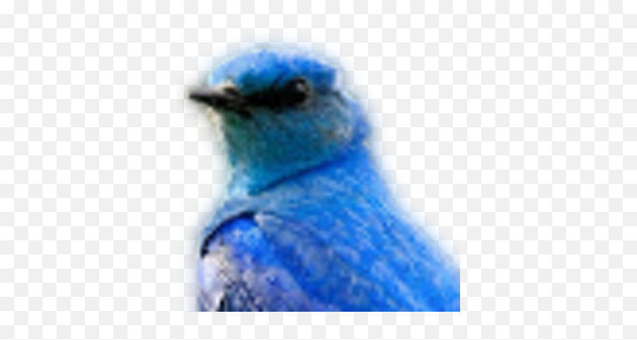 Shigeru Kato Numaroku Twitter - Eastern Bluebird Png,Bluebird Icon