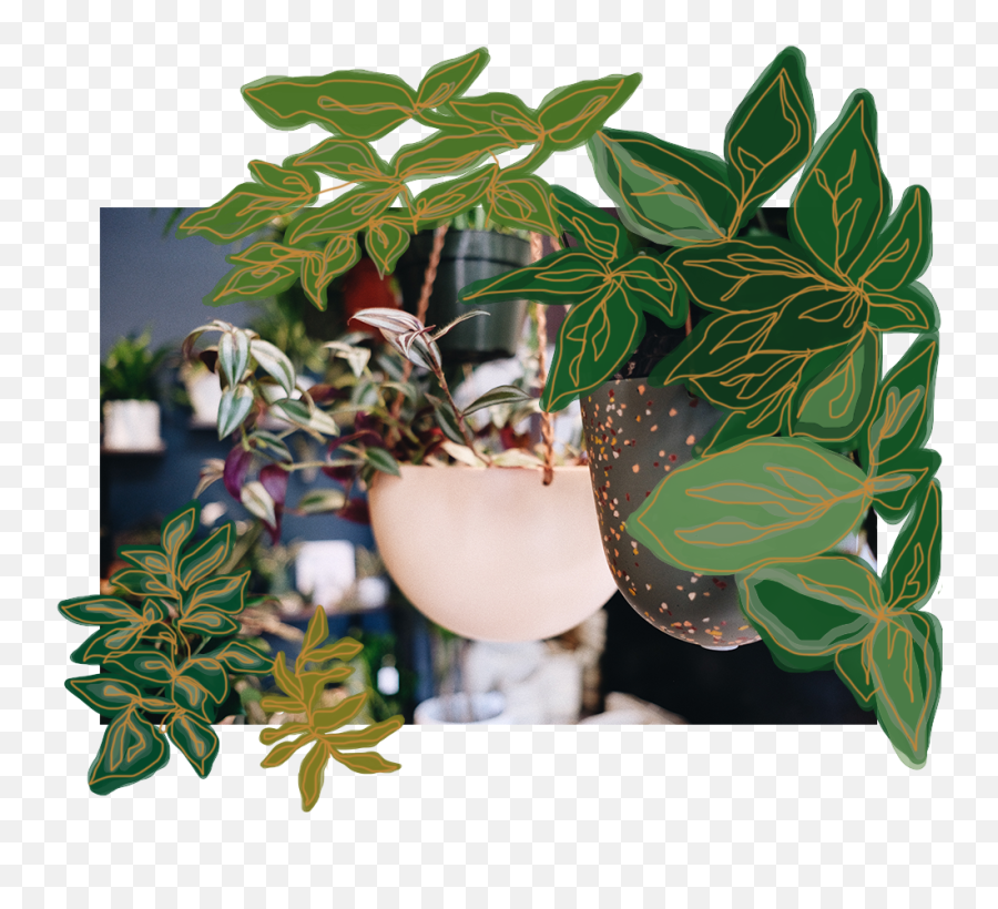 Plants U2013 Root Adorned - For Indoor Png,Amazon Trail Icon
