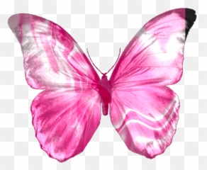 Monica Michielin Alphabets Pink Satin Alphabet Ornament And - Argentina Flag On Butterfly png