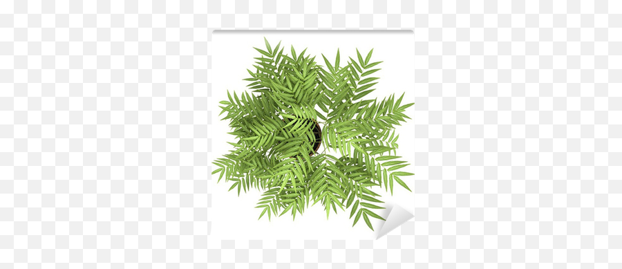 Top View Of Decorative Tree In Pot Isolated - Top View Plant Png,Tree Top View Png