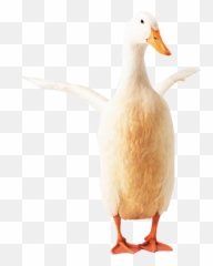 Download Hd Goose Clipart Transparent Png