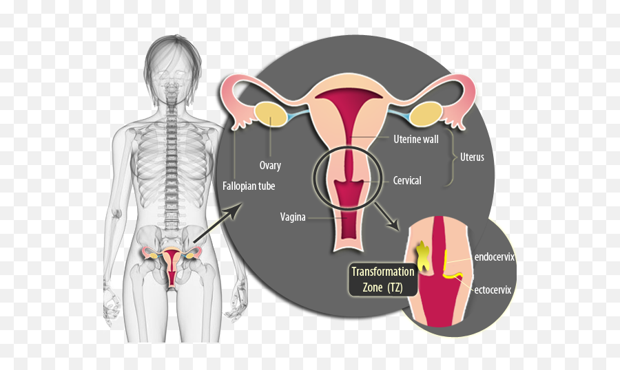 Download Hd Vagina - Scheme Transparent Png Image Nicepngcom Vagina Scheme,Vagina Png