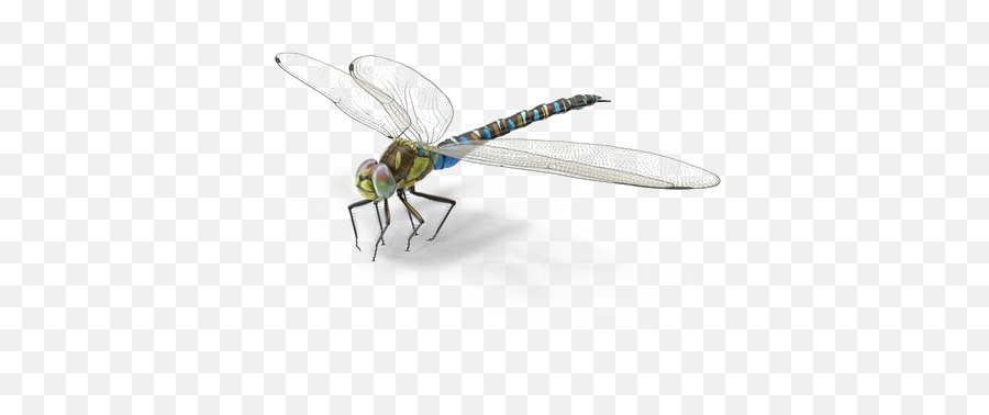 Dragonfly Png Background Image - Insects,Dragonfly Png