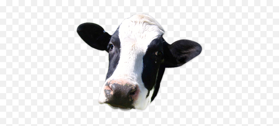 Cow Png Face