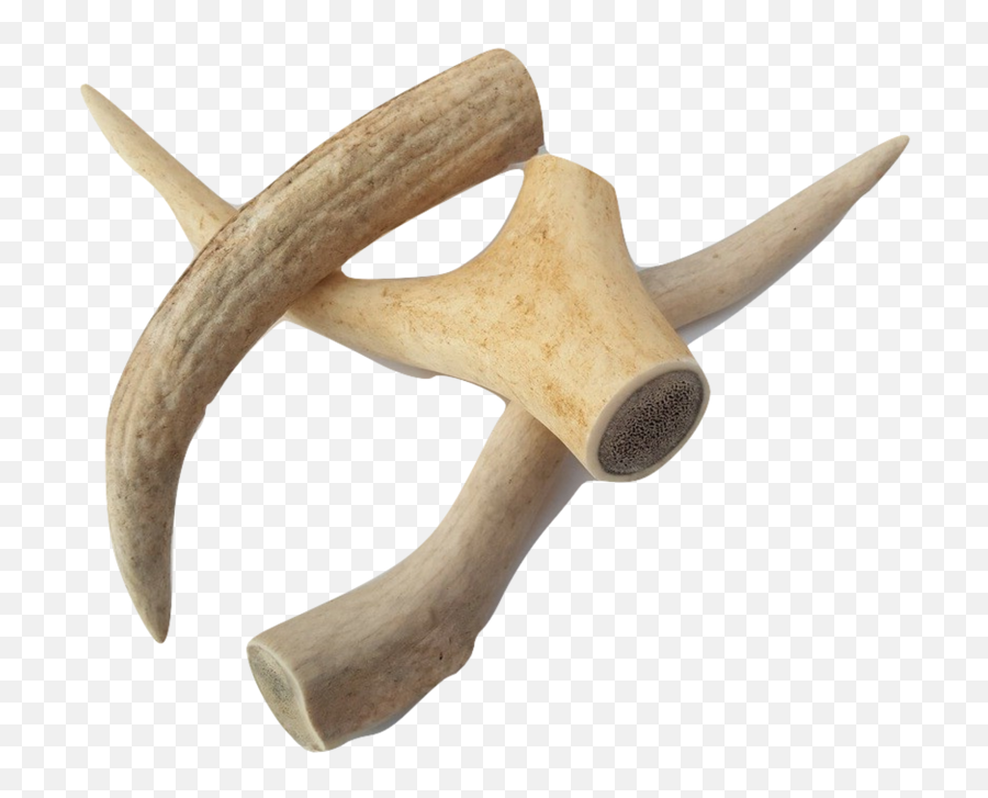 Antlers For Dogs - Small Wood Png,Antlers Png